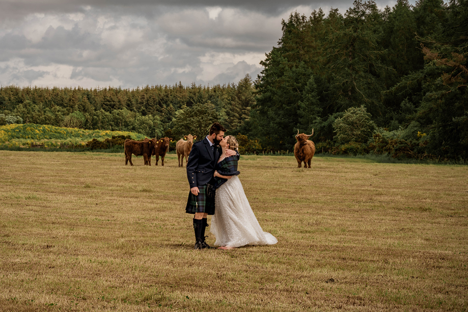 Bride and groom kiss with Highland cows in background